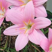 Pink Rain Lily